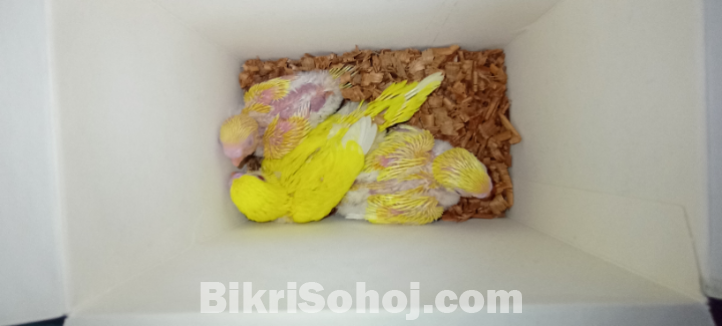 TameSize Burgigar Bird
